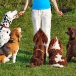 How to Train My Dog to Walk Past Other Dogs positive reinforcement and gradual exposure