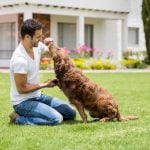 Waterproof SportDOG Yard Trainer for all-weather training of your dog - a reliable investment