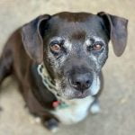 How to Train My Dog to Hunt Squirrels Learn how to train my dog to hunt squirrels using positive reinforcement and consistent practice