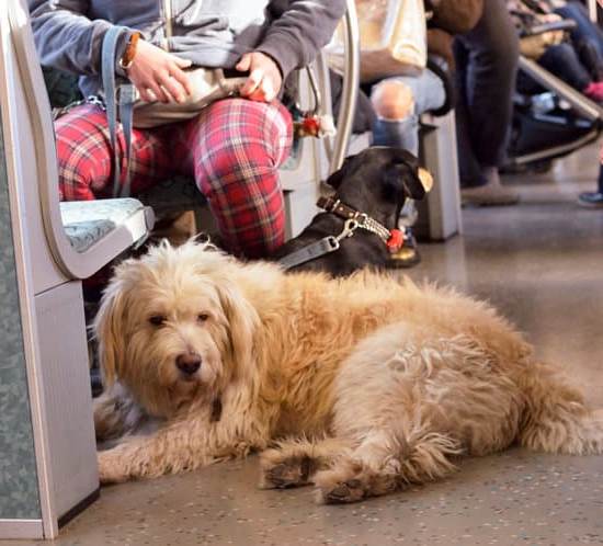 A step-by-step guide on how to train a dog with positive reinforcement