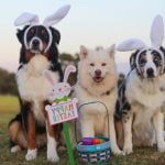 How to Train a Dog Not to Dig Holes Step-by-step guide on how to train a dog not to dig holes in your yard