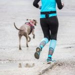 Step-by-step guide on how to train a dog to go in a backpack