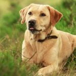 Dog house trained using doggie door for potty breaks and outdoor access