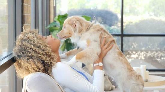 How to Litter Train a Small Dog 1 crate training method for indoor potty training success