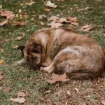 How Much Is Psychiatric Service Dog Training A Guide for Affordability, Training, and Support