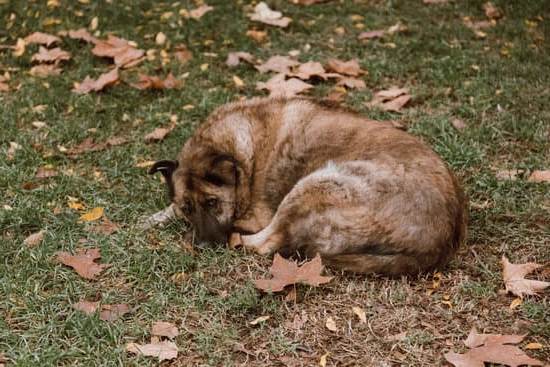 How Much Is Psychiatric Service Dog Training 1 A Guide for Affordability, Training, and Support