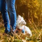 Train your dog to pee in the toilet with positive reinforcement and consistency