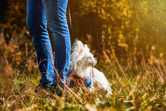 Train your dog to pee in the toilet with positive reinforcement and consistency