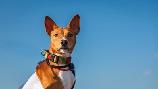 How to House Train a Year Old Dog 1 Step-by-step guide on how to house train a year old dog