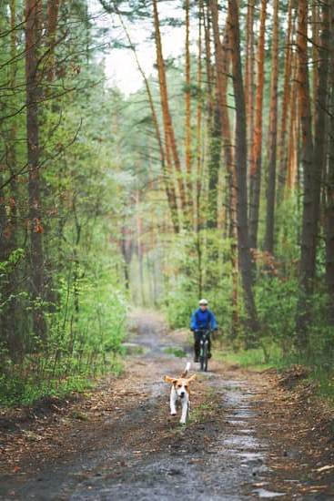 Step-by-step guide on how to train your dog to pee in the bathroom