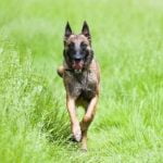 How Long Should a Dog Be Crate Trained Tips for Successful Crate Training