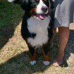 How to Train Dogs to Not Run Away positive reinforcement, recall commands, and secure fencing