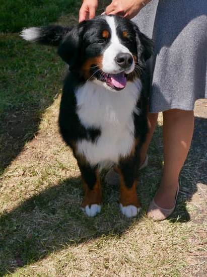 How to Train Dogs to Not Run Away 1 positive reinforcement, recall commands, and secure fencing