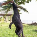 A Howling Good Time Dog Training LLC Reviews Unleash Success Stories with Our Professional Training Services