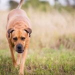 Are Teddy Bear Dogs Easy to Train Are Teddy Bear Dogs Easy to Train - A Guide to Training Your Teddy Bear Dog