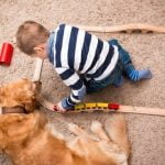 Effective method for how to train my dog to stop chewing things