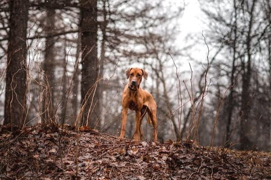 Step-by-step guide on how to train your dog to blow you - Dog training tips