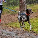 What Is Board and Train Dog Training Discover the benefits of board and train dog training - effective, convenient, and personalized