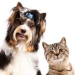 Where Can I Get My Service Dog Trained Professional service dog training available locally for WHERE CAN I GET MY SERVICE DOG TRAINED