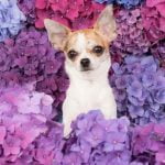 Step-by-Step Guide for Pet Training