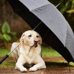Why to Split Instead of Lump Dog Training Understanding the Benefits of Separate Techniques