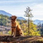 How to Train Your Dog to Accept Other Dogs Step-by-step guide on how to train your dog to accept other dogs in a positive way