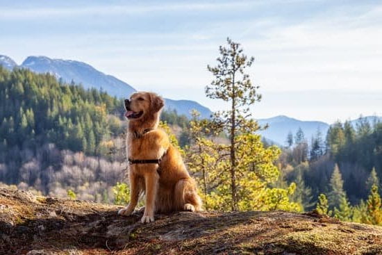 How to Train Your Dog to Accept Other Dogs 1 Step-by-step guide on how to train your dog to accept other dogs in a positive way