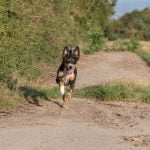 Step-by-step guide on how to train a stubborn dog to sit using positive reinforcement