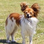 Step-by-step guide on how to train my pet dog with positive reinforcement and consistency