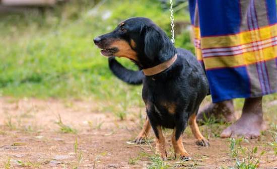 Positive Reinforcement Techniques for Controlled Walking