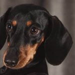 What Author Trains Dogs and Has Written Essays About Them Renowned author excels in dog training and pens insightful canine essays