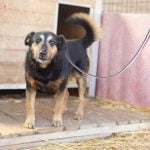 How to Become a Professional Dog Trainer in Ontario Step-by-step guide on how to become a professional dog trainer in Ontario