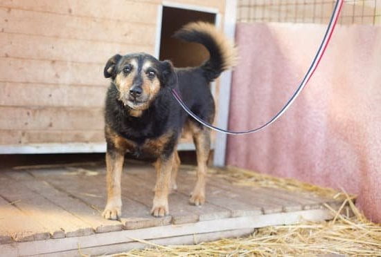 How to Become a Professional Dog Trainer in Ontario 1 Step-by-step guide on how to become a professional dog trainer in Ontario