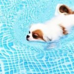 How to Train a Dog to Not Growl at Children Train a dog to not growl at children by using positive reinforcement and professional behaviorist guidance