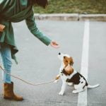 How Often to Train a Dog Balancing Consistency and Patience for Best Results