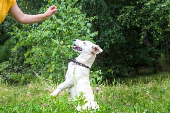 Step-by-step guide on how to train an anxious dog to walk on a leash