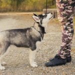 What Is the Best Gun Dog Training Book what is the best gun dog training book