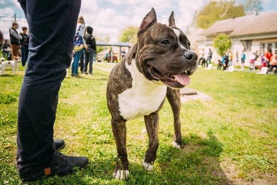 Can Dogs Still Be Trained at Any Age 1 Tips for Training Older Dogs