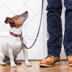 Exploring potty training for my older dog