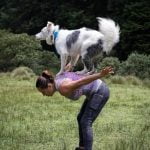 Step-by-step guide on how to train a dog to search a house effectively