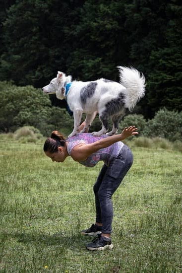 Step-by-step guide on how to train a dog to search a house effectively