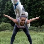Do You Need Certification to Be a Dog Trainer Understanding the Requirements and Benefits