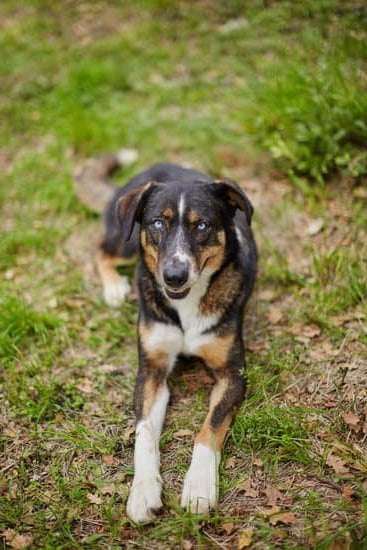 What to Train a Dog to Do 1 Training a dog to sit, stay, and come on command