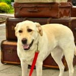 How to Train Your Dog to Drop Things Positive Reinforcement Techniques for Obedience Training