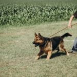 Should I train my dog everyday - Yes, daily training builds a strong bond