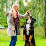 Are Bernese Mountain Dog Easy to Train Are Bernese Mountain Dogs easy to train Tips for training a Bernese Mountain Dog