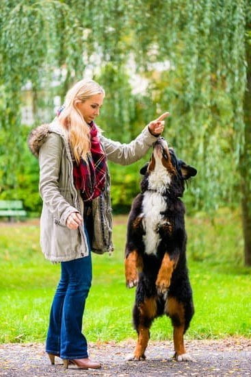 Are Bernese Mountain Dog Easy to Train 1 Are Bernese Mountain Dogs easy to train Tips for training a Bernese Mountain Dog