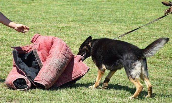 How to Train Dog to Pee on Patio 1 How to train dog to pee on patio effectively and consistently