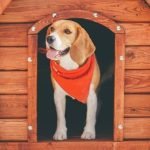 How Do You Train Your Dog in Tiny Sheep Training a dog to herd tiny sheep using positive reinforcement and patience