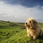 How to Train Your Dog to Pee on Astroturf Effective Techniques for Indoor Potty Training